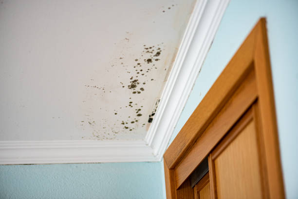 Best Residential Mold Removal  in USA